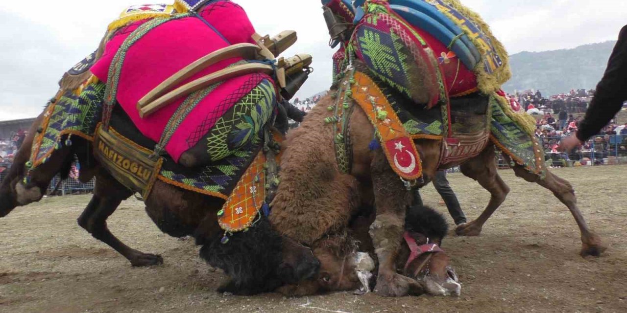 Buharkent’te geleneksel deve güreşi coşkusu