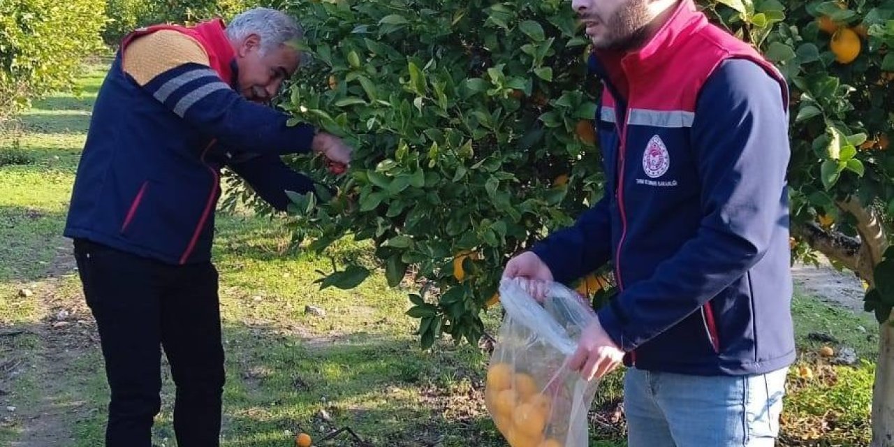 Narenciyede numune alımları sürüyor