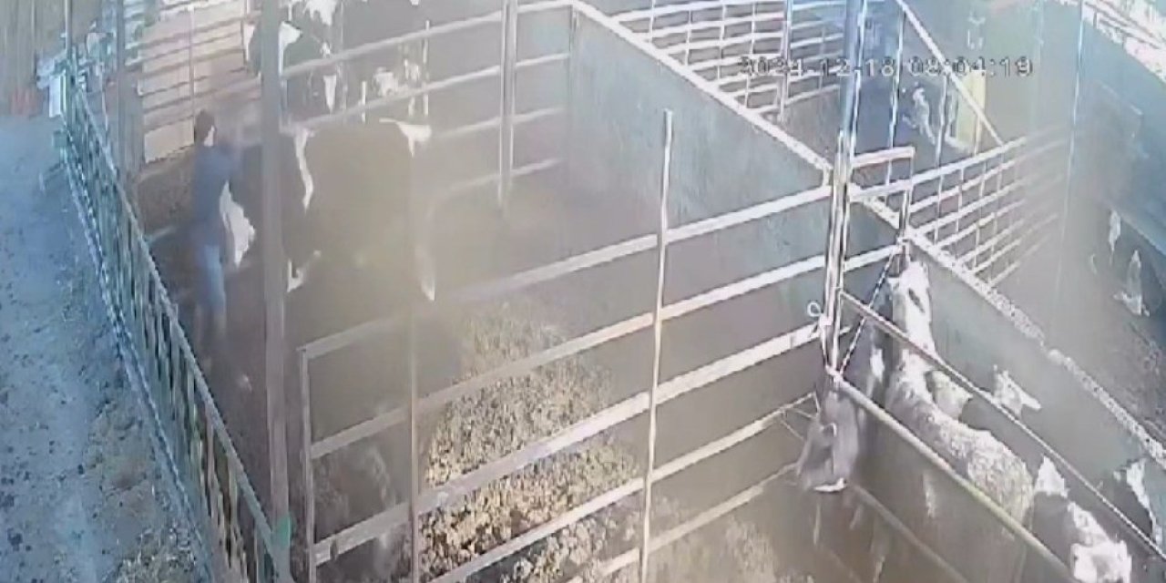 Söke’de besici ölümden döndü: 1 tonluk boğa saldırısı kamerada
