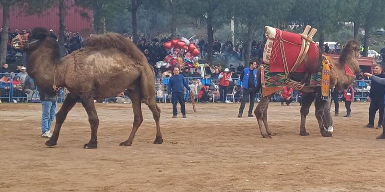 Pehlivan develer  Köşk’te kozlarını paylaştı