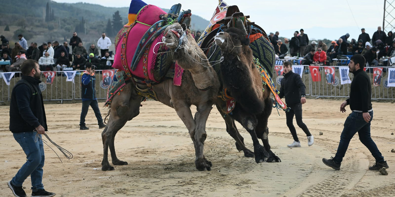 Kuşadası Deve Güreşi Festivali coşkuyla gerçekleşti
