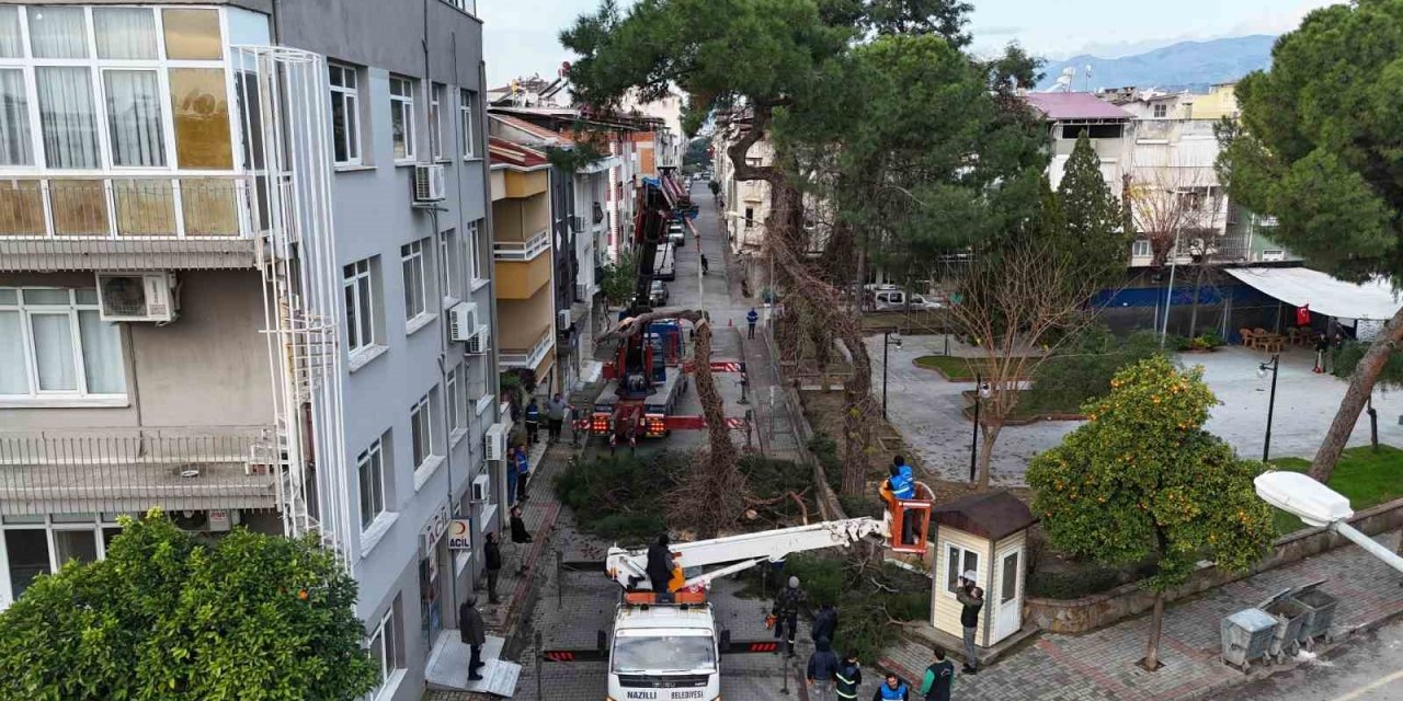 Nazilli’de tehlike oluşturan çam ağacı kaldırıldı