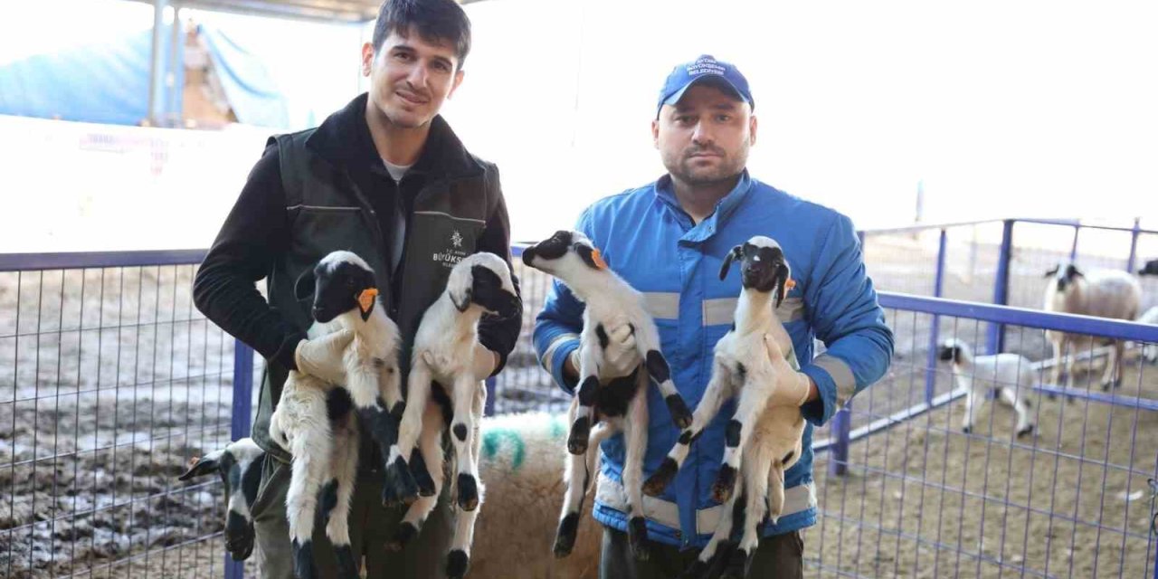 Başkan Çerçioğlu’nun “Aile Tipi Koyunculuk Projesi” her geçen gün büyüyor