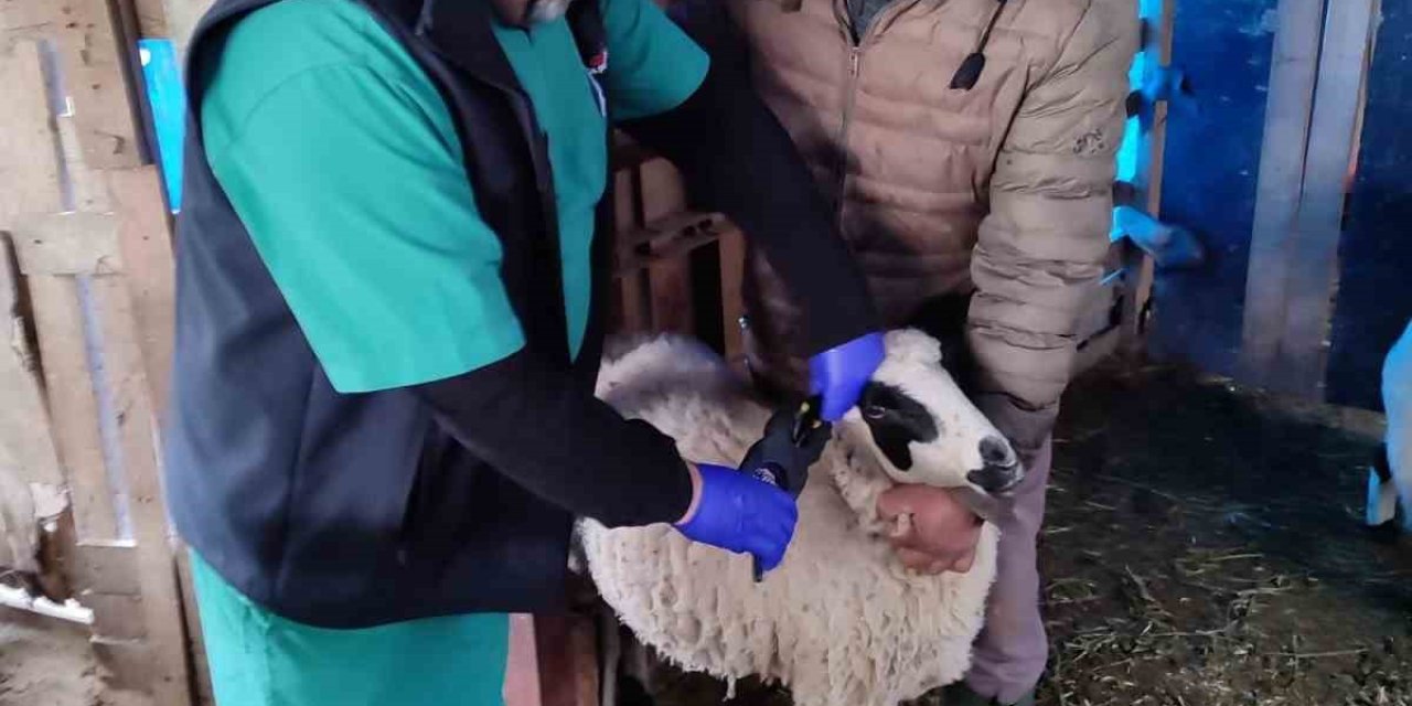 Söke’de küçükbaş hayvanların aşılanması devam ediyor