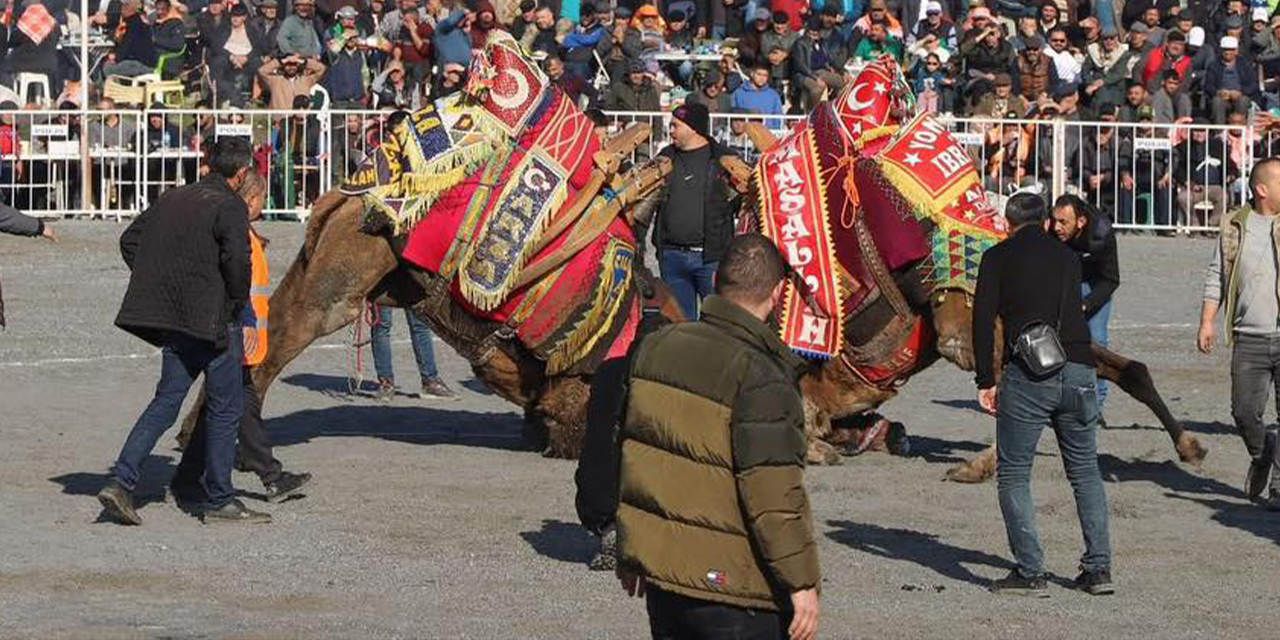 38. Geleneksel İncirliova Deve Güreşi Festivali büyük coşkuyla gerçekleşti