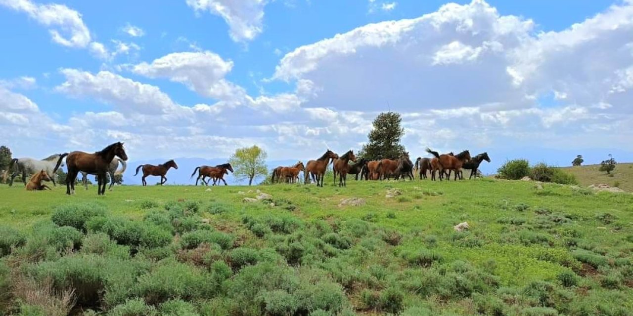 Doğada özgürce yaşayan yılkı atları havadan görüntülendi