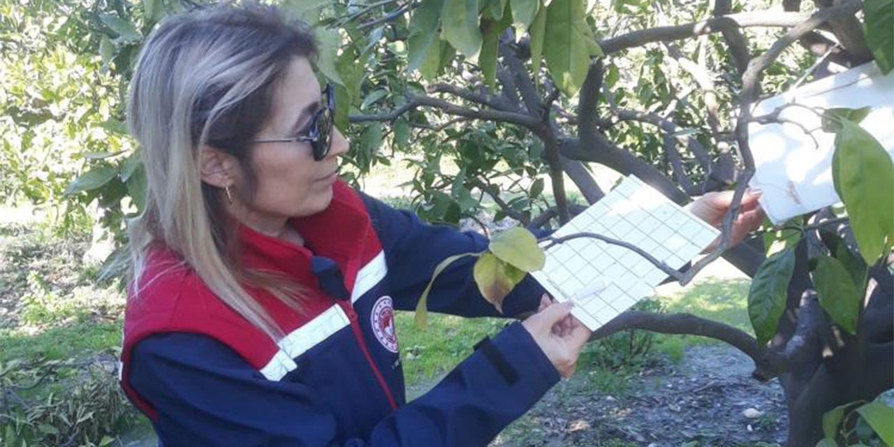 Söke’de Akdeniz meyve sineğinde artış gözlemlenmedi