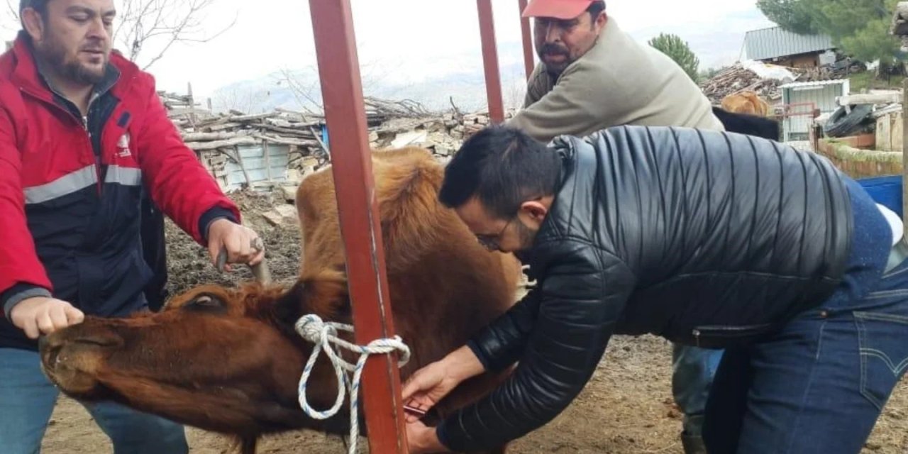 Koçarlı’da hayvan sağlığı çalışmaları sürüyor