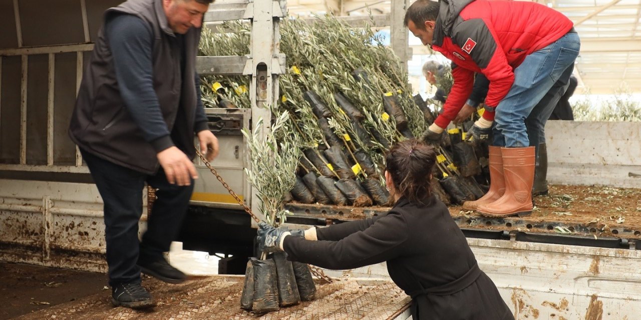 Muğla’da 20 bin zeytin fidanı toprakla buluştu