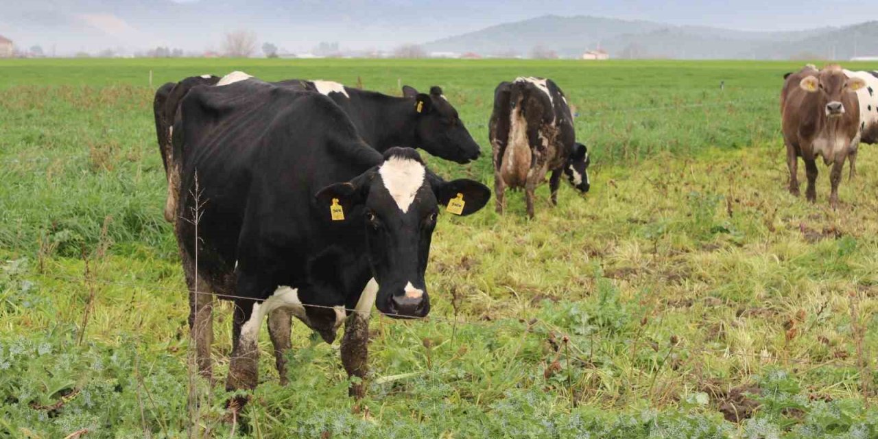 Doğuda kar, Aydın’da bahar