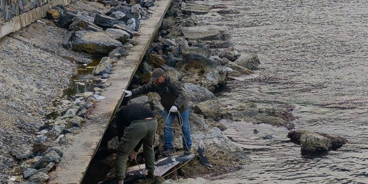 Kuşadası’nda ölü yunus balığı kayalıklara vurdu