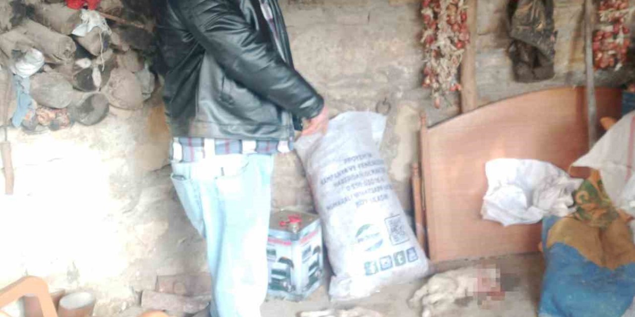 Pazara giden çobanın ağılına giren sokak köpekleri 2 kuzuyu parçaladı