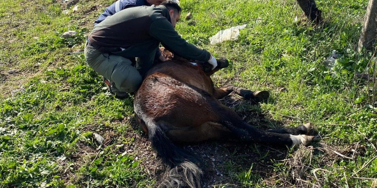 Yaralı halde bulunan yılkı atı tedavi edildi