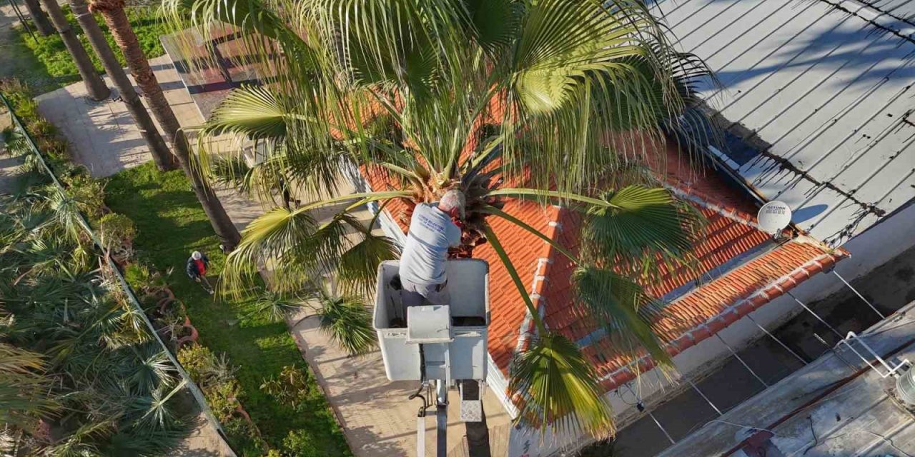 Bodrum’da palmiyelerde bakım zamanı