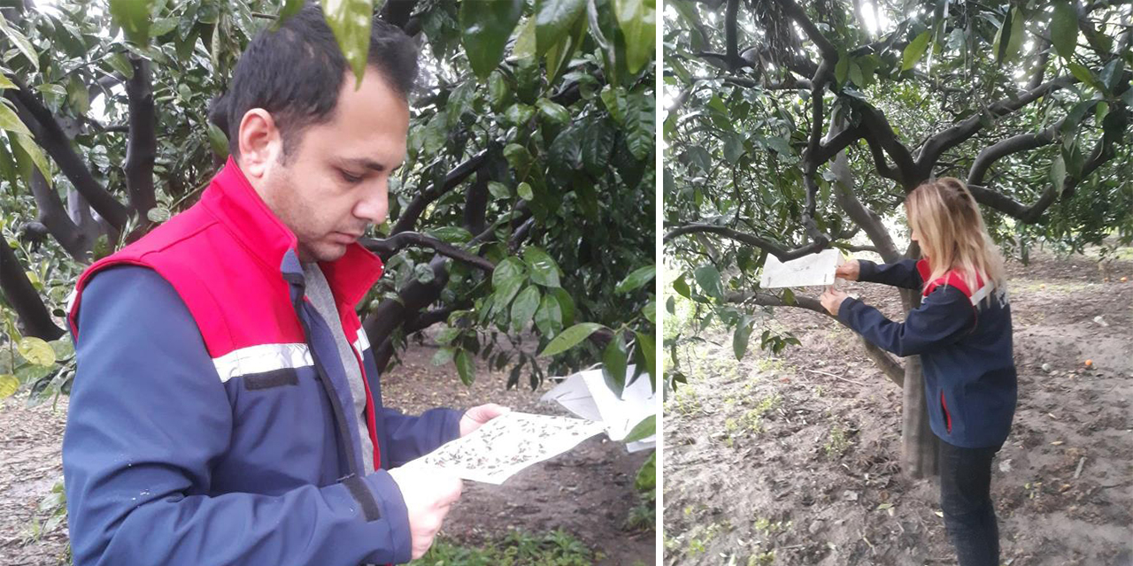 Akdeniz meyve sineğinde artış olmadı, üreticiler sevindi