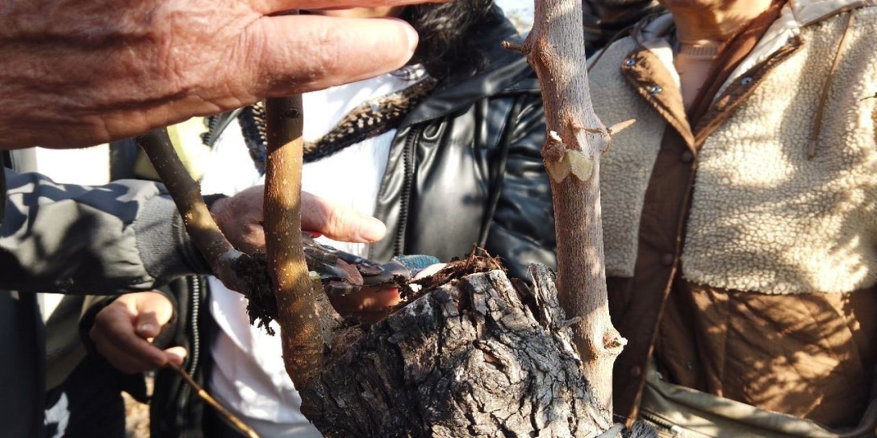 Emekli olduktan dağ taş gezip ağaçları aşılıyor