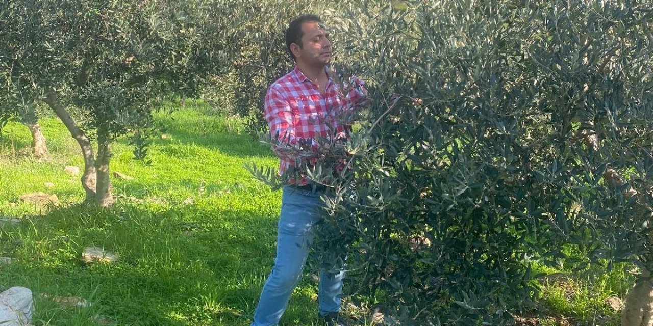 Zeytin bahçelerinde zararlı kontrolü yapıldı