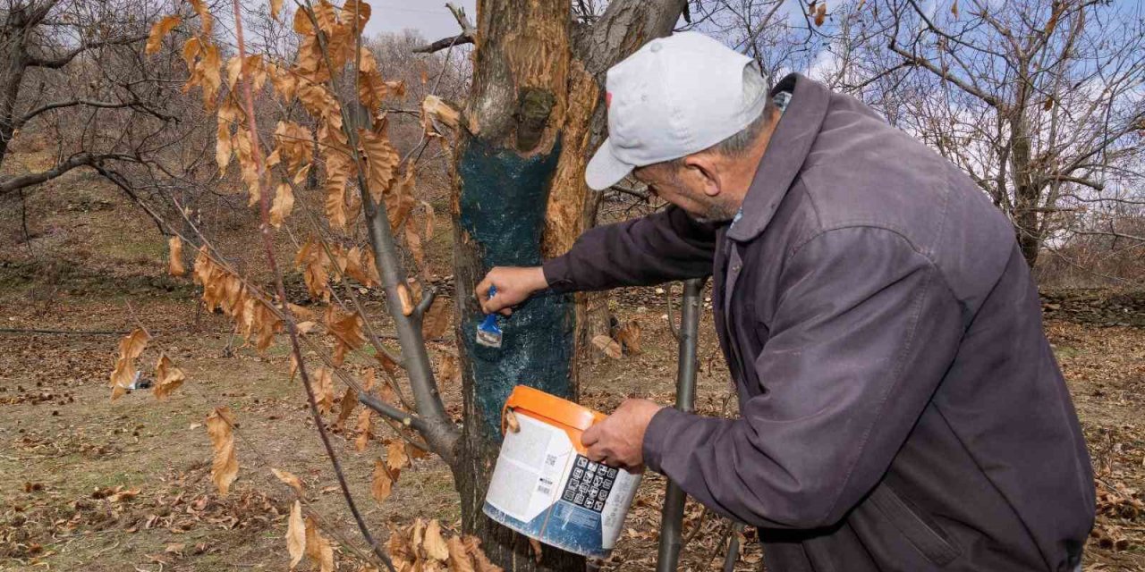 İzmir’de kestane kanseri ile mücadele sürüyor