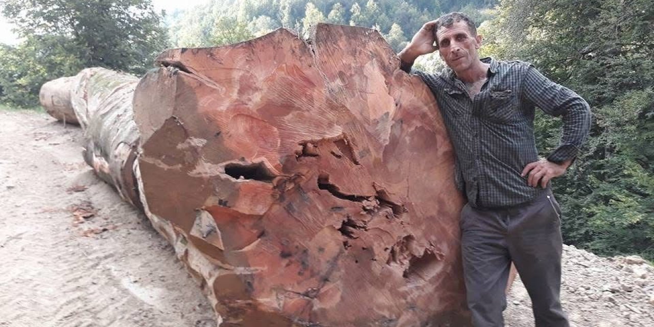 Kestiği ağaç üzerine devrilen orman işçisi hayatını kaybetti