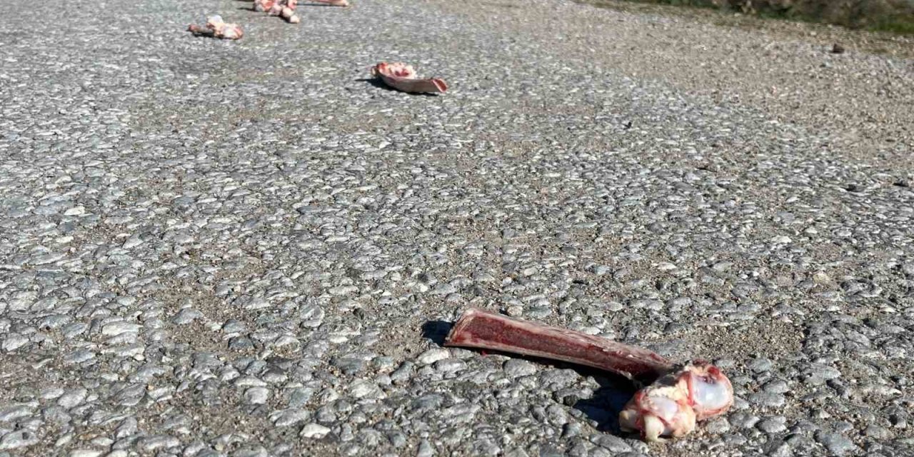 Sokak hayvanları için yollara bırakılan yiyecekler sağlığı tehdit ediyor