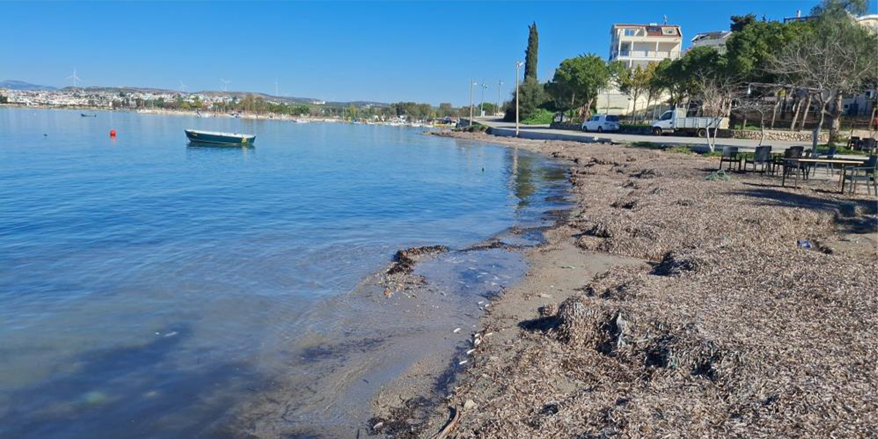 Didim’de kıyıya vuran ölü balıklar endişe yarattı