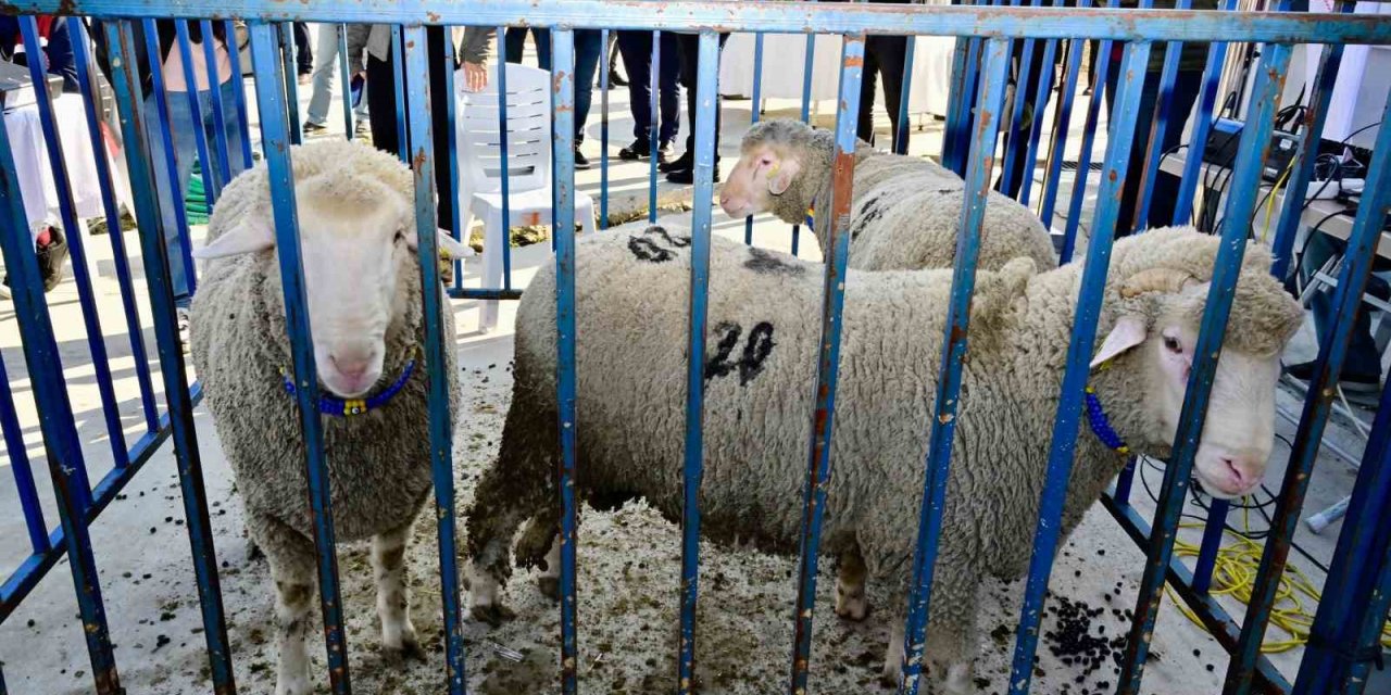 Aliağa’da 50 adet damızlık koç, yetiştiricilere teslim edildi
