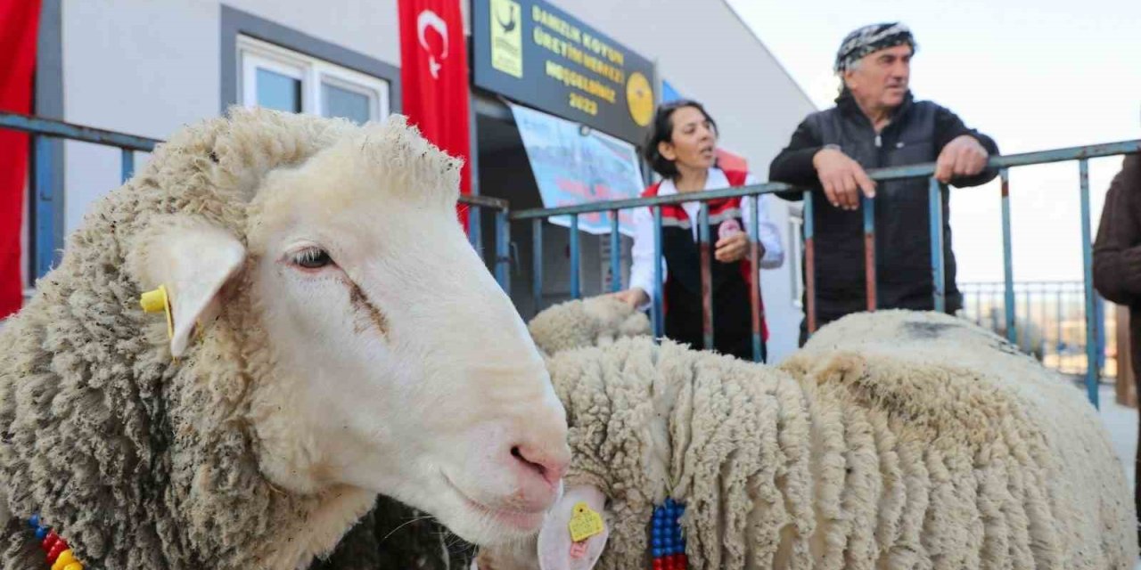Aliağa Belediyesinden üreticilere koç desteği