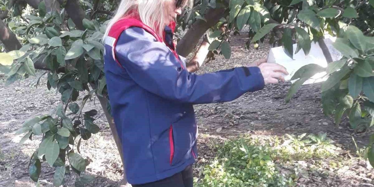 Narenci bahçelerinde zararlı sayımı yapıldı