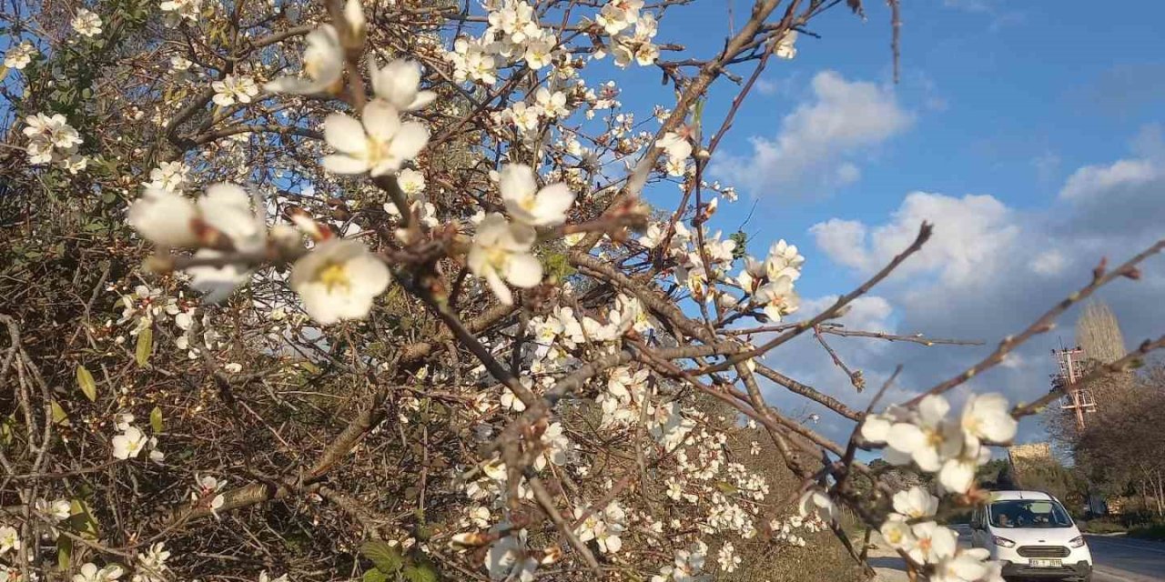 Kuşadası’nda bahar erken geldi
