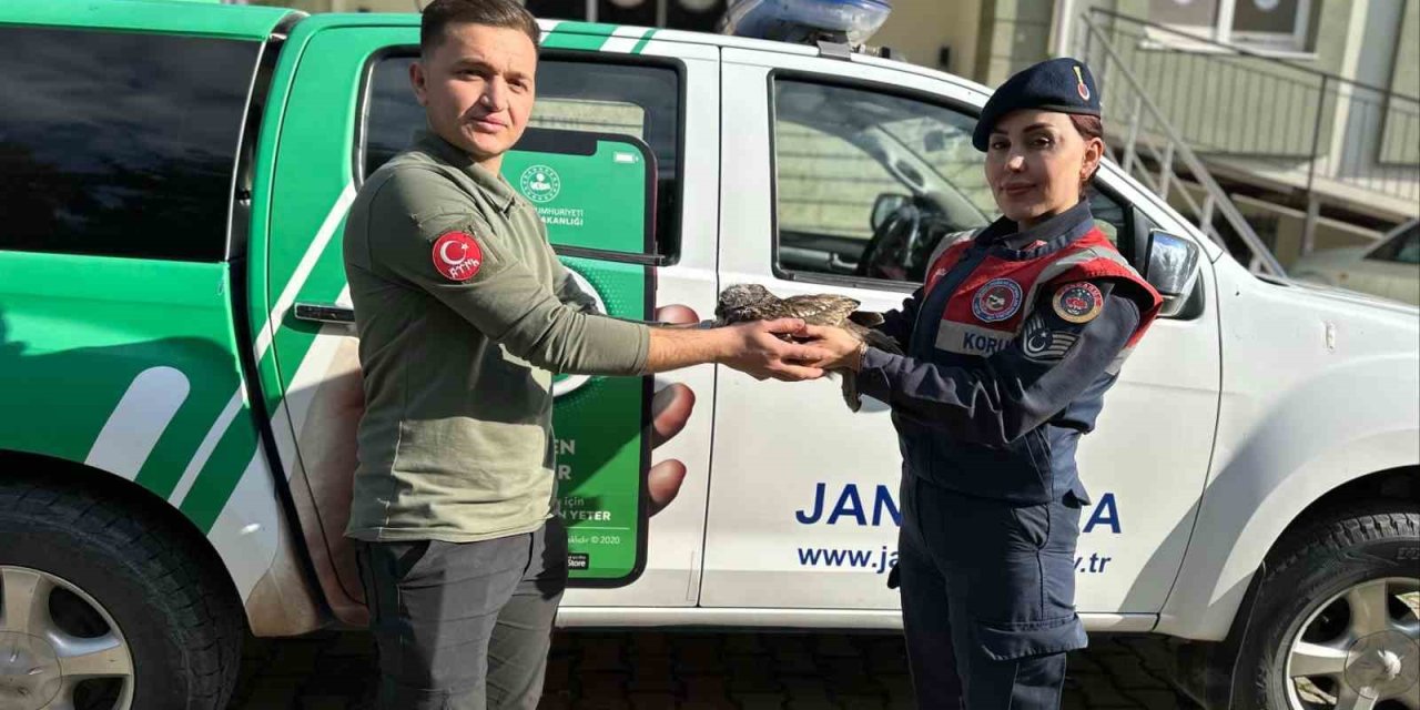 Yaralı baykuş jandarma ekiplerince kurtarıldı