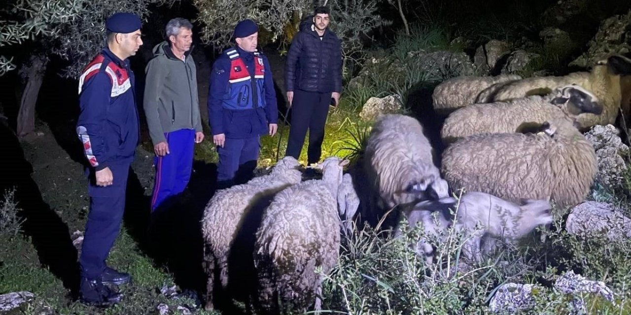 Kaybolan hayvanları jandarma buldu