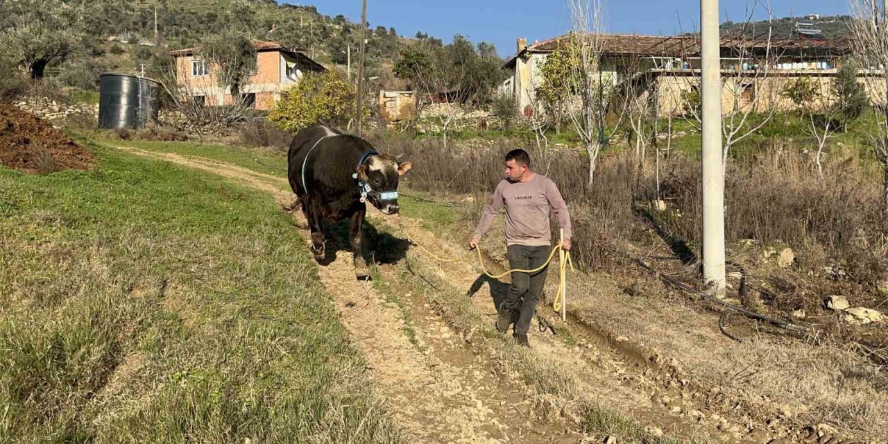 Karizma adlı boğasını Nisan ayındaki güreşlere hazırlıyor