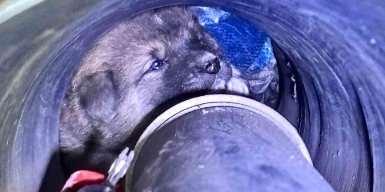 Kanal borusuna sıkışan köpeği itfaiye kurtardı