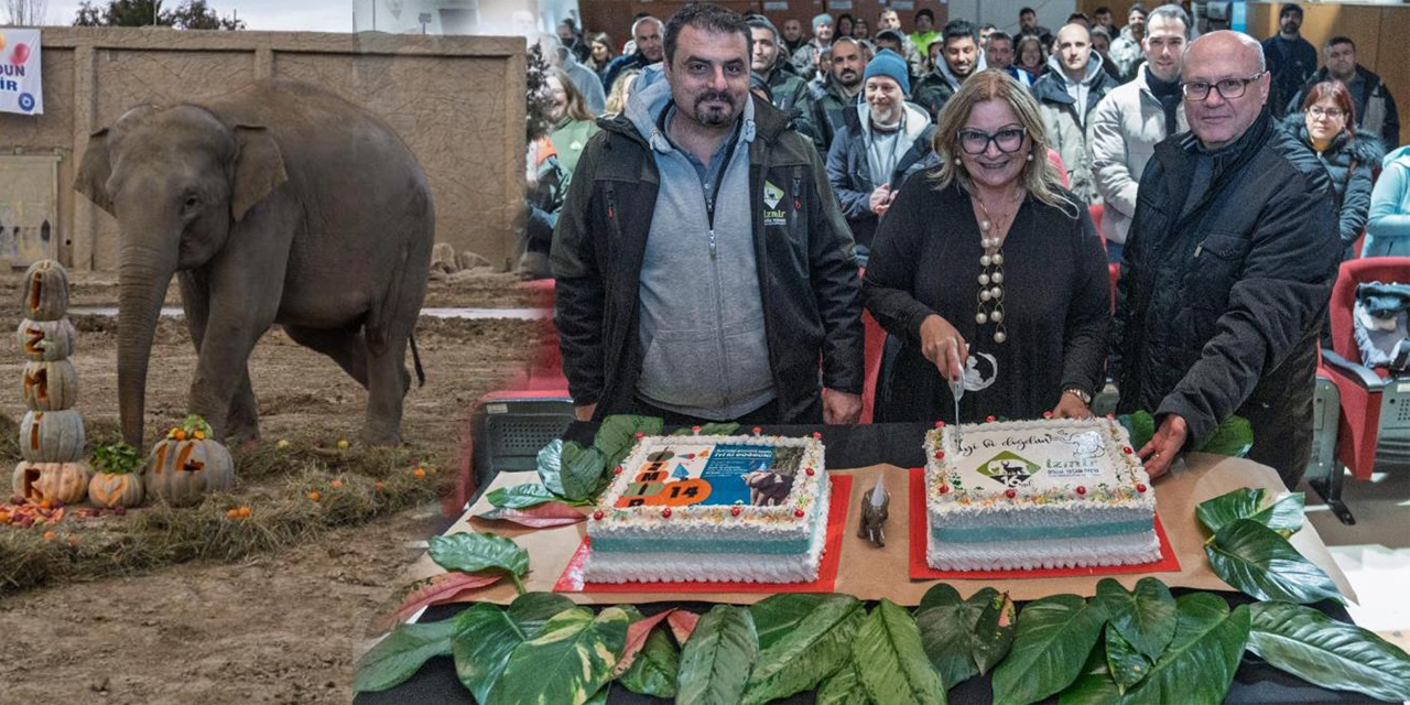 Türkiye’de doğan ilk  fil İzmir 14 yaşında!
