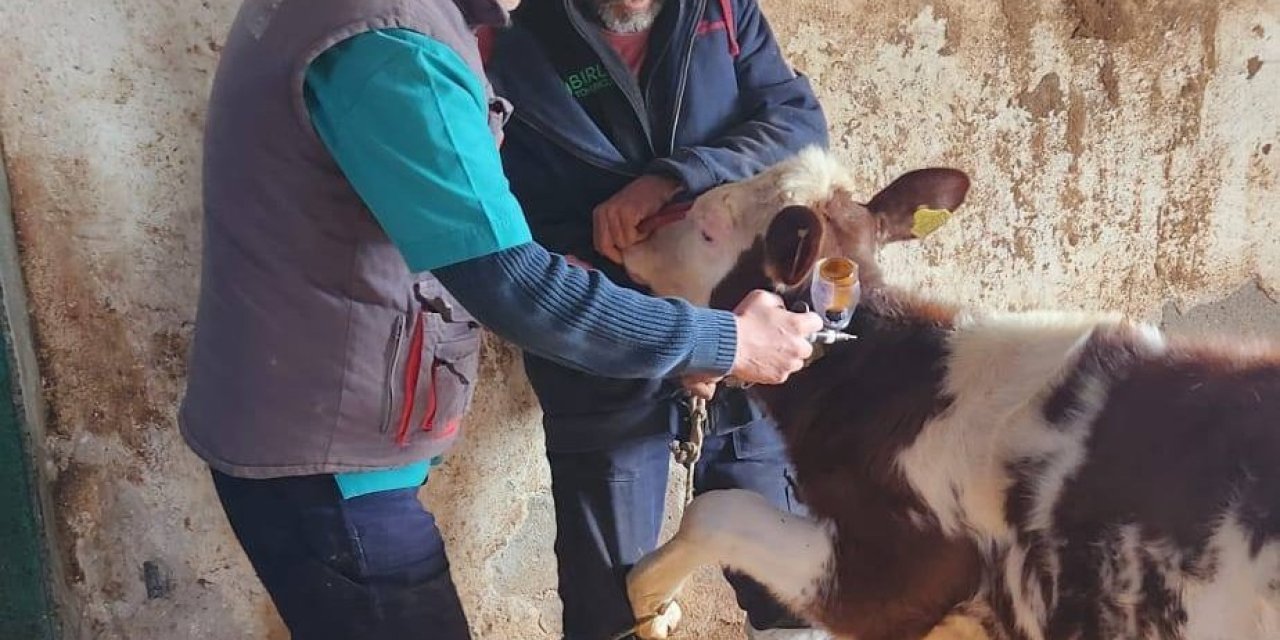 Aydın’da şap hastalığı ile mücadele aralıksız sürüyor