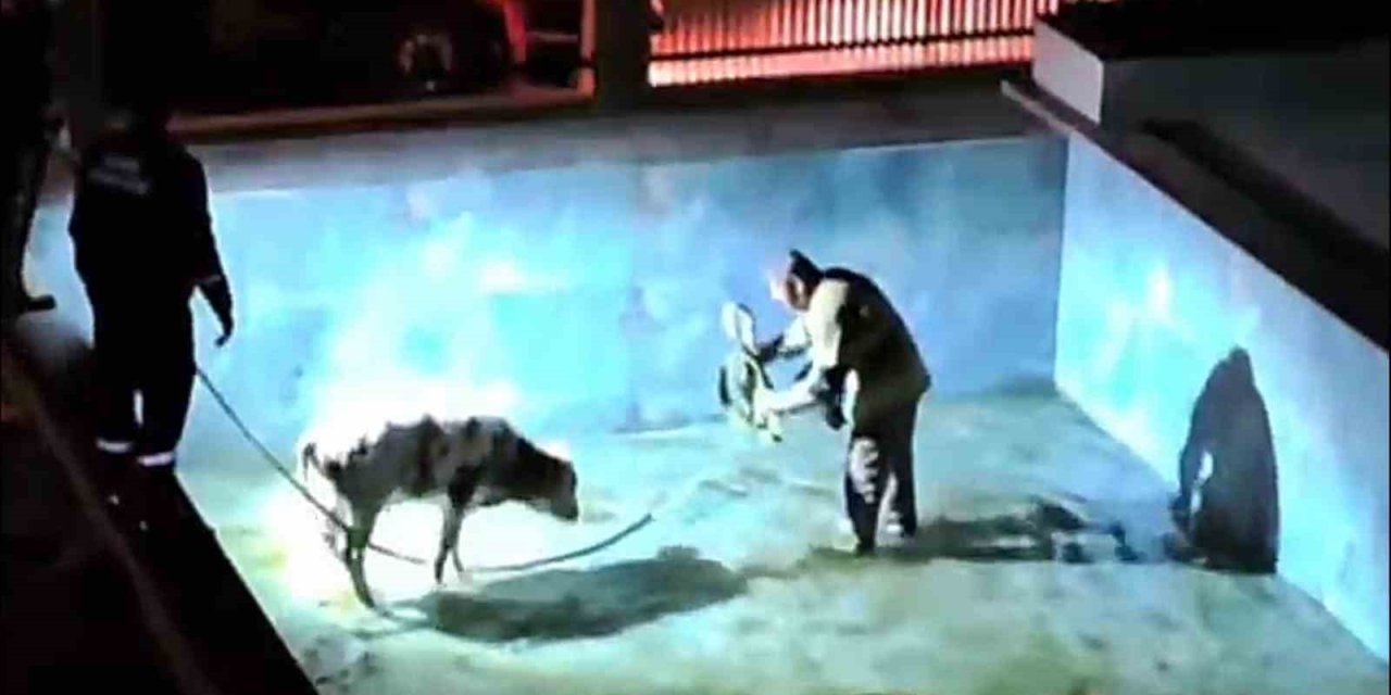 Villa havuzuna düşen buzağı, itfaiye erlerine zor anlar yaşattı