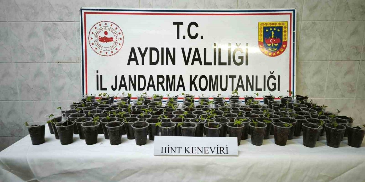 Didim’de 130 adet saksıya ekilmiş Hint keneviri ele geçirildi