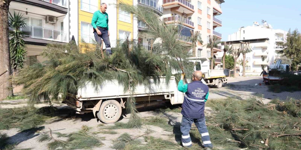 Efeler Belediyesi ağaç budama ve bakım çalışmalarını sürdürüyor