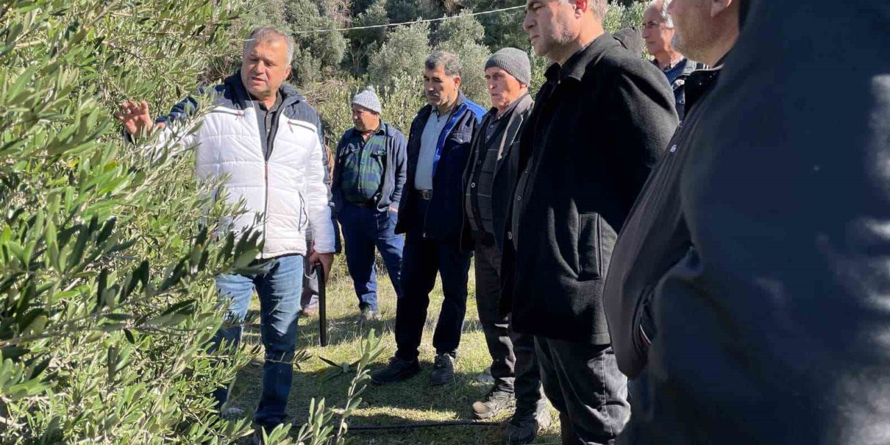 Köyceğiz’de zeytinde uygulamalı budama eğitimi verildi