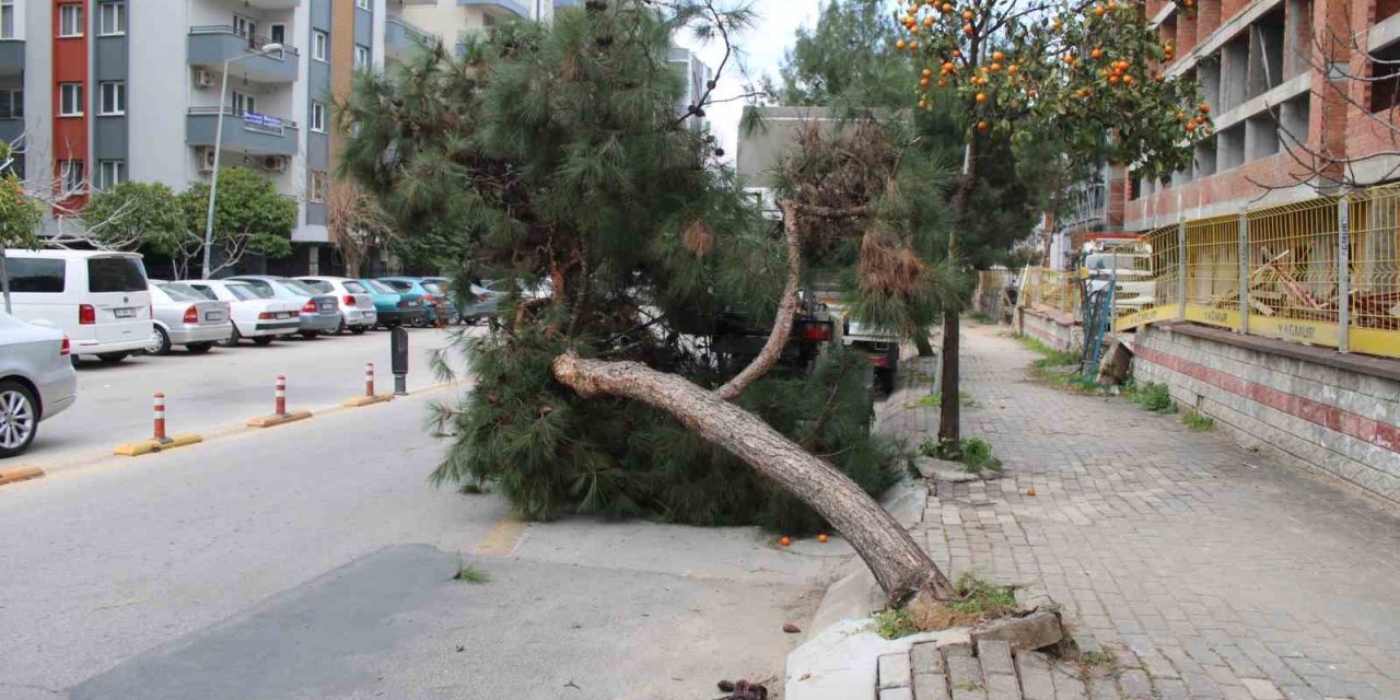 Devrilen ağaç yolu trafiğe kapattı