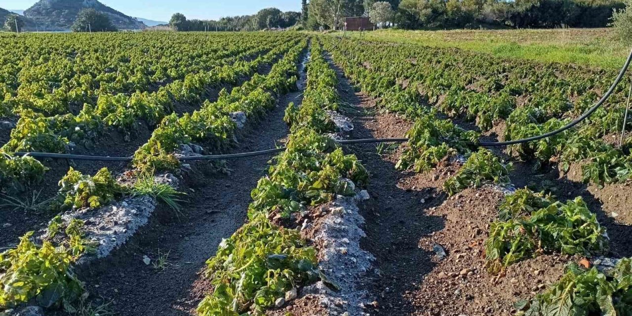 Datça’da zirai don üreticiyi etkiledi