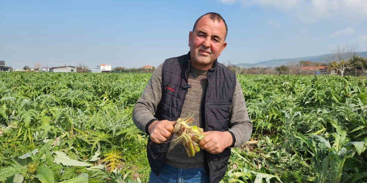 Urla’da enginar bahçelerini don vurdu