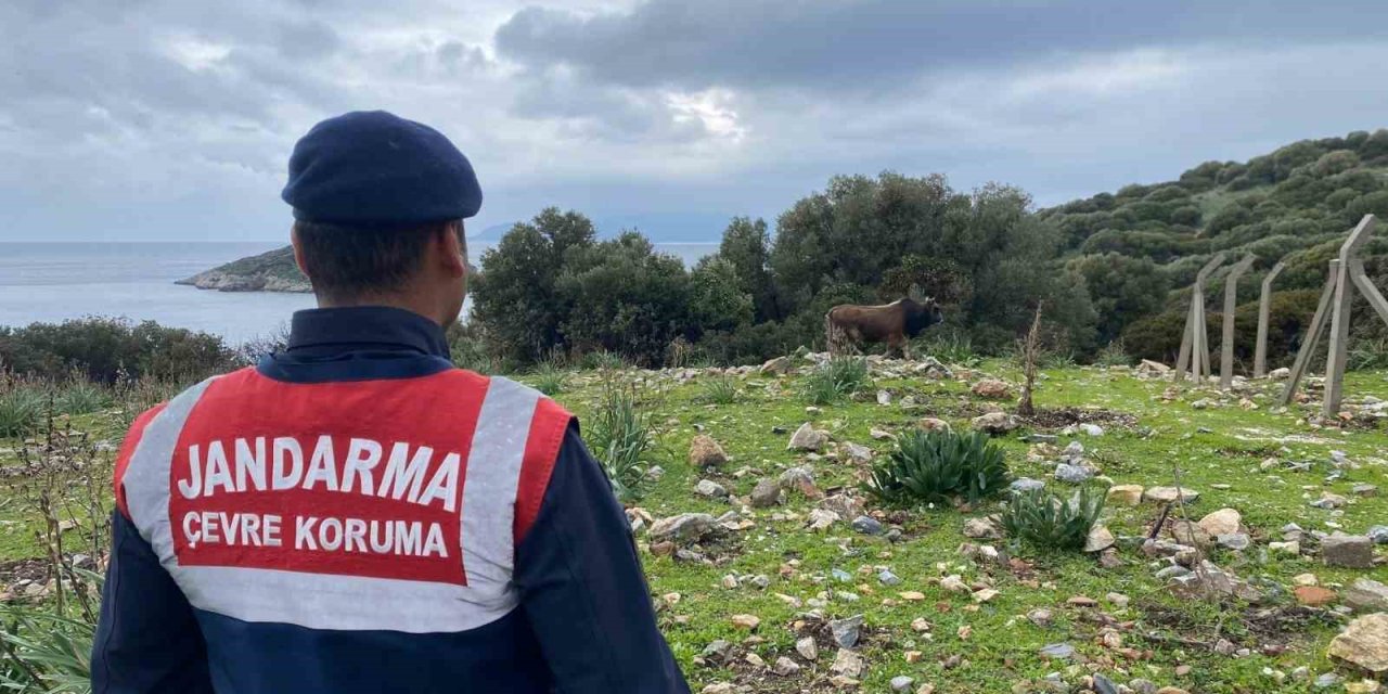 Dilek Yarımadası Milli Parkı’nda jandarma denetimi