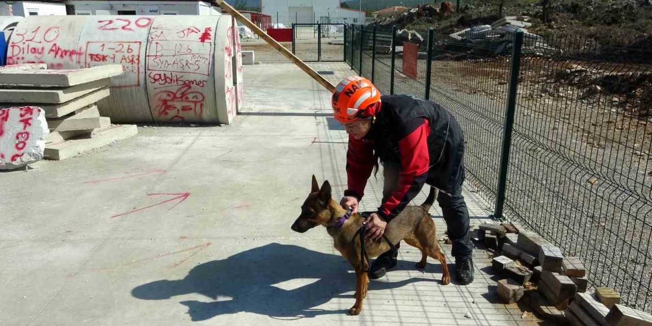 Enkazın sessiz kahramanı arama kurtarma köpeği Tayga görev başında