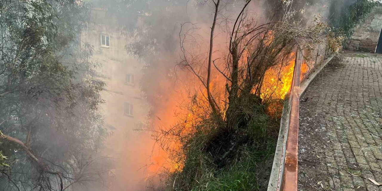 Aydın’da çıkan yangın korkuttu
