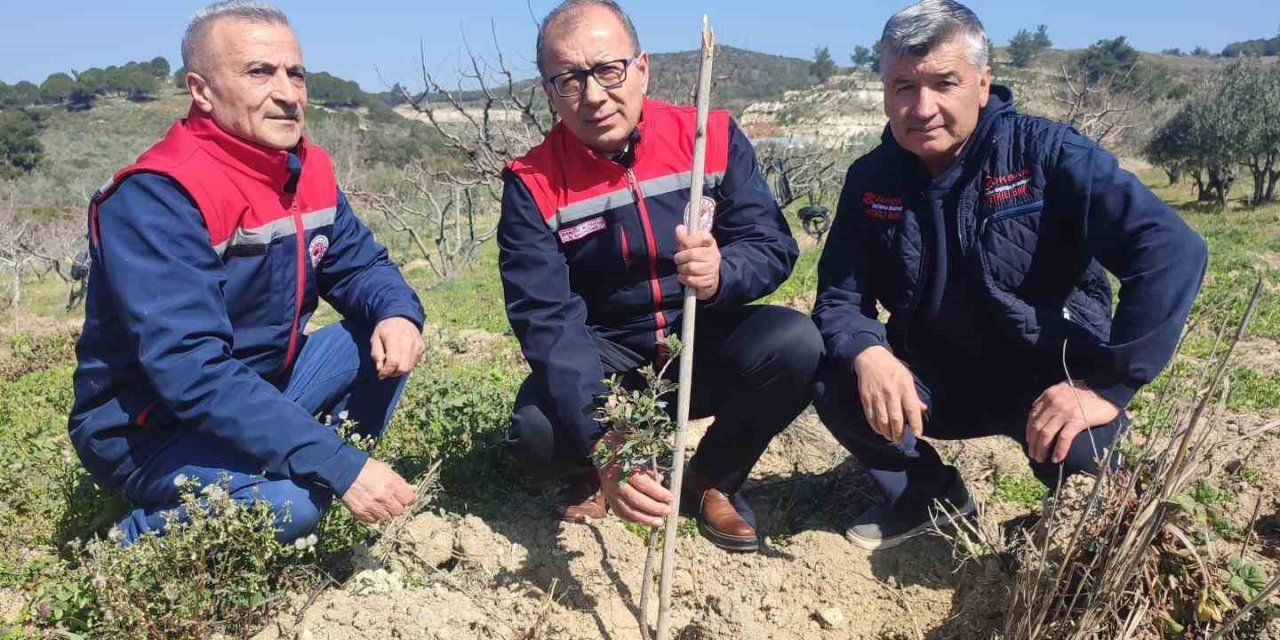 Aydın’da sakız fidanları toprakla buluştu