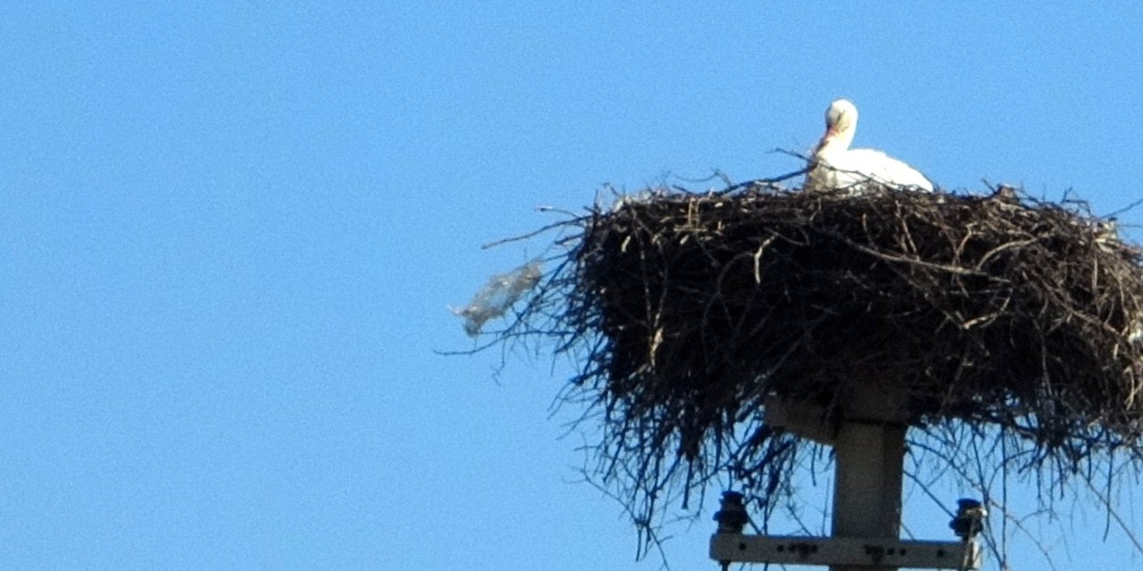 Menteşe’de baharın habercisi leylekler yuvalarına dönüyor