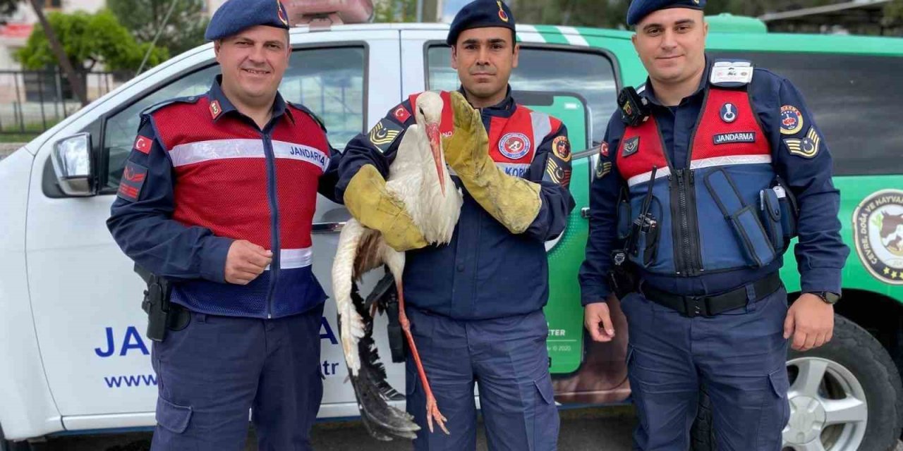 Yaralı leyleğe jandarma yardım elini uzattı