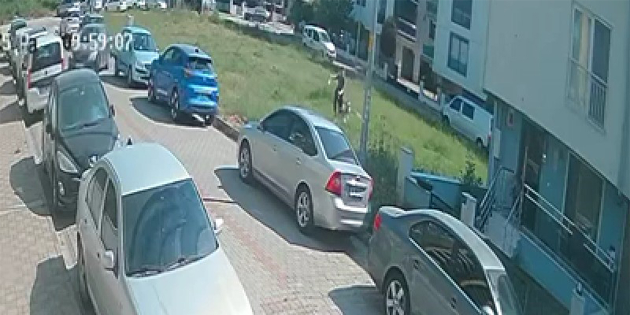 Aydın’da sınava giden gence sokak köpekleri saldırdı