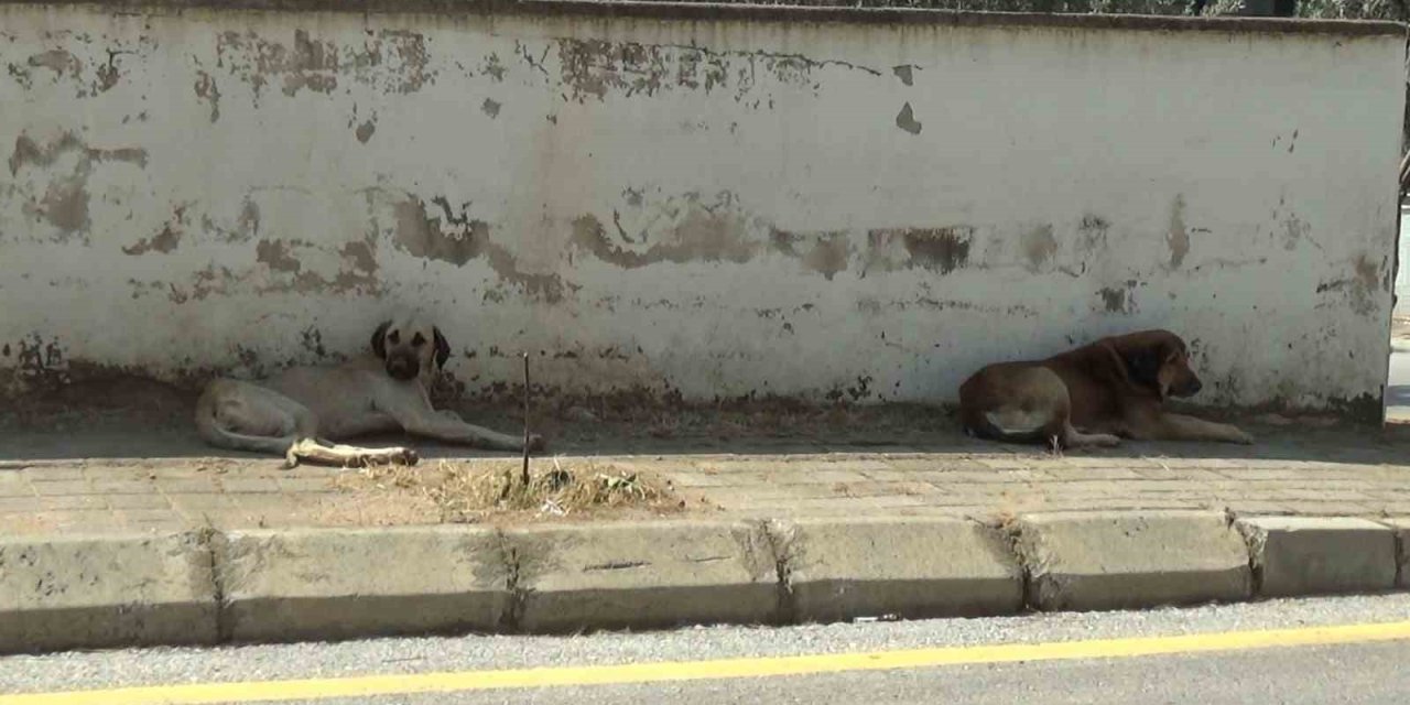 Mahalle sakinleri başıboş köpeklerden tedirgin